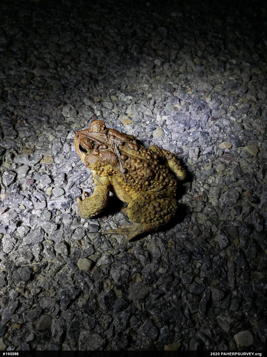 Eastern American Toad