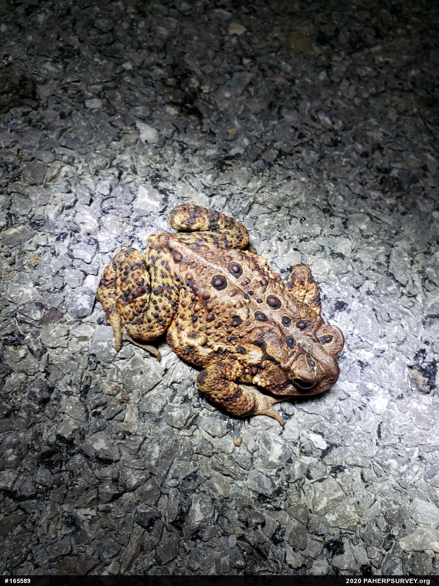 Eastern American Toad