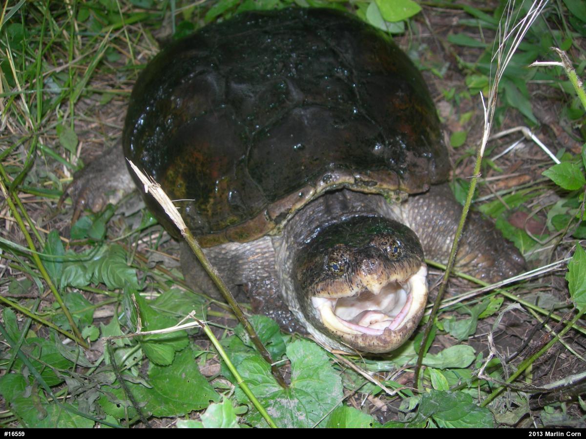 Snapping Turtle