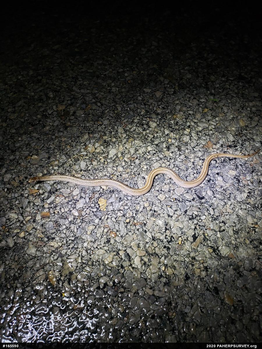 Dekay's Brownsnake