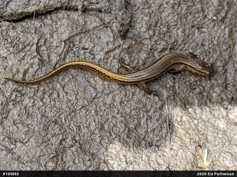 Northern Two-lined Salamander