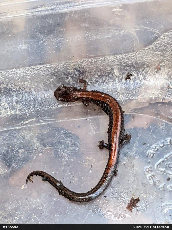 Eastern Red-backed  Salamander