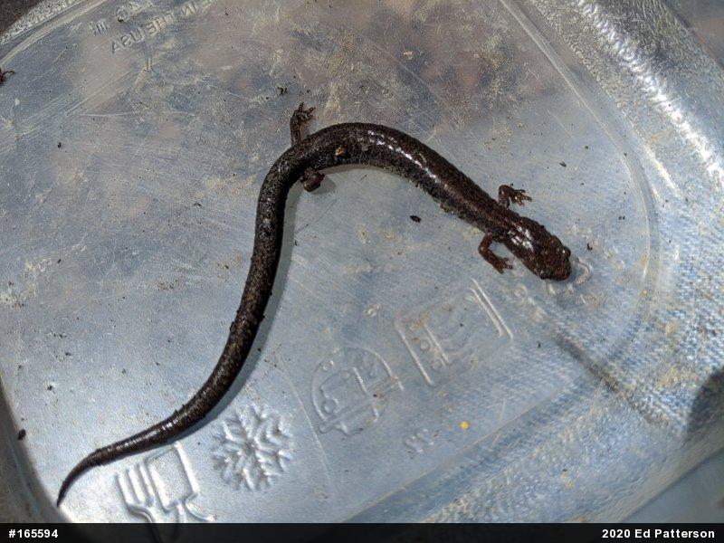 Valley And Ridge Salamander