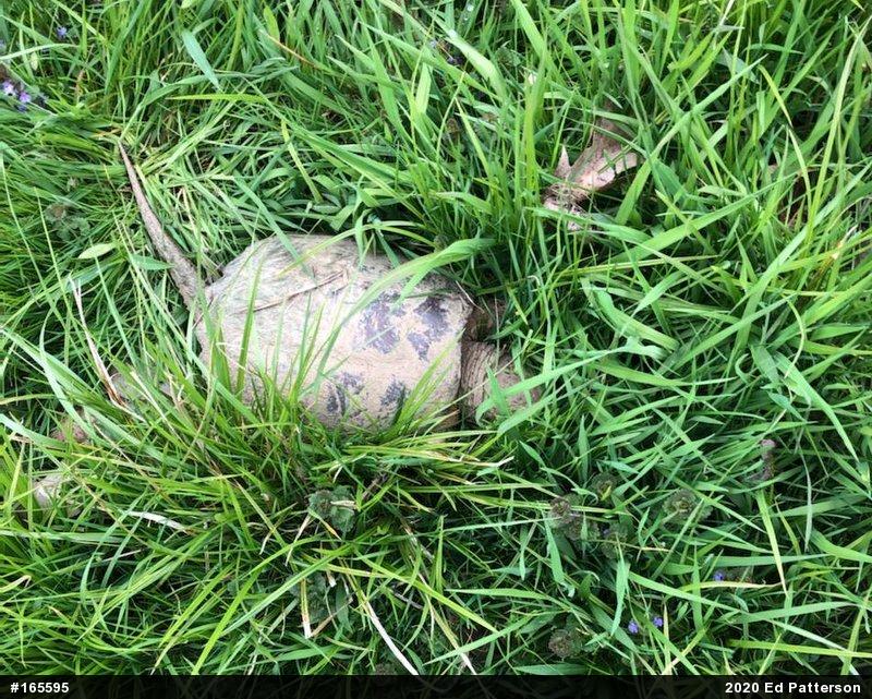 Snapping Turtle