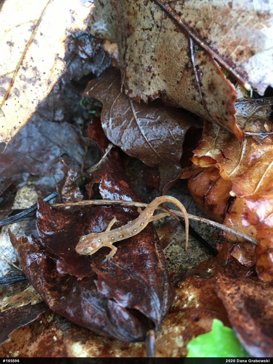 Red-spotted Newt