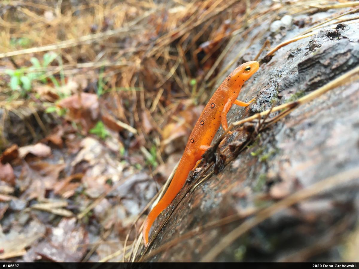 Red-spotted Newt