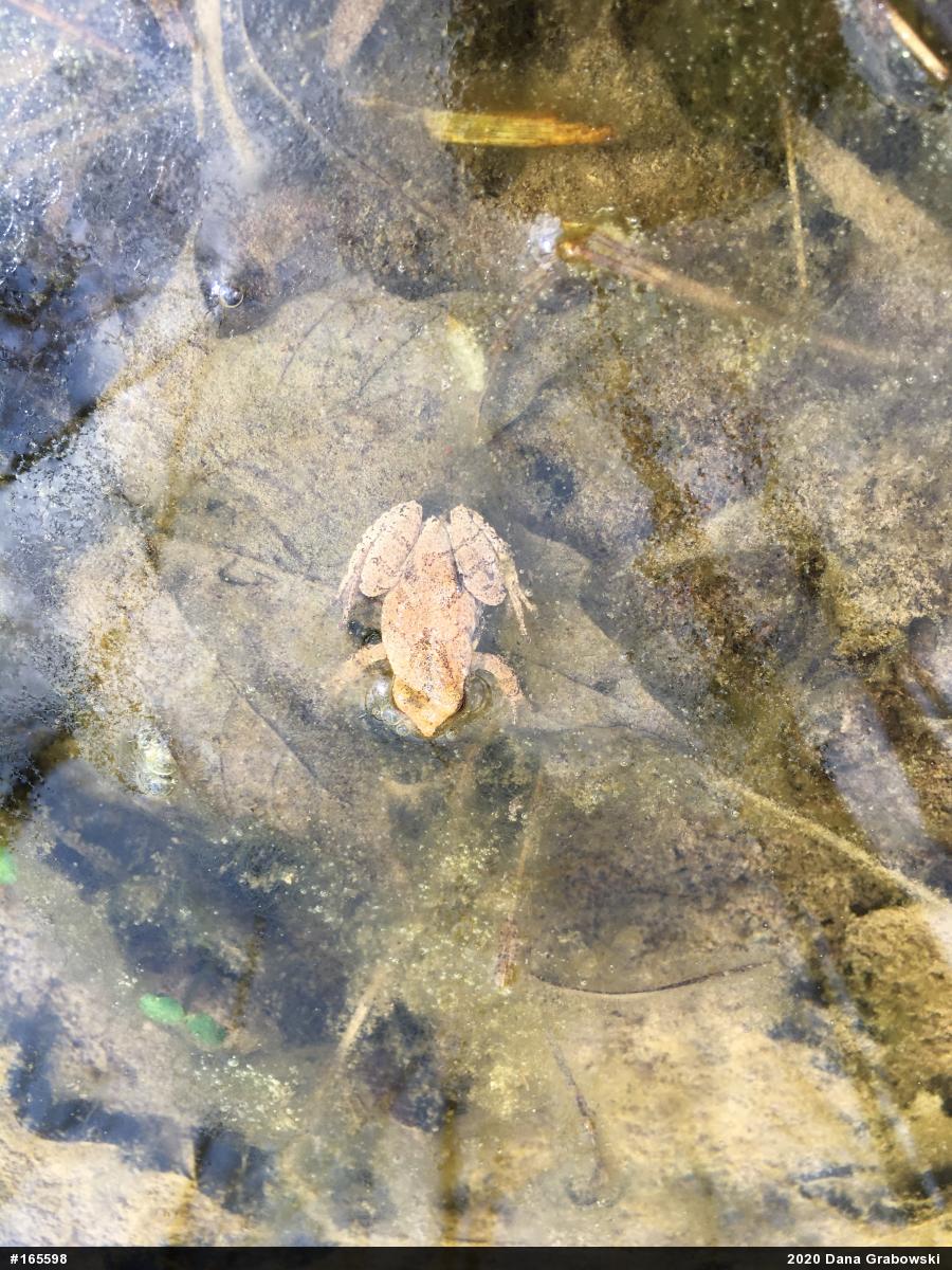 Spring Peeper