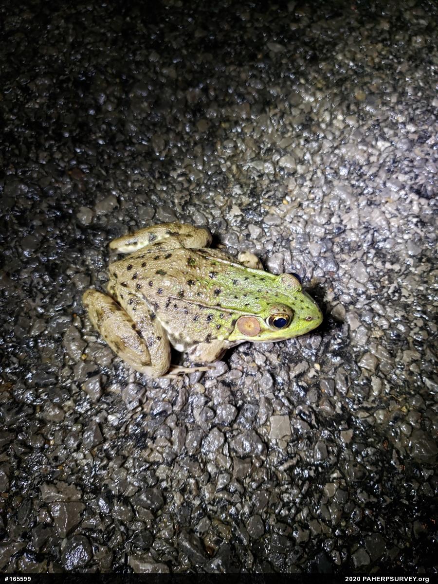 Green Frog