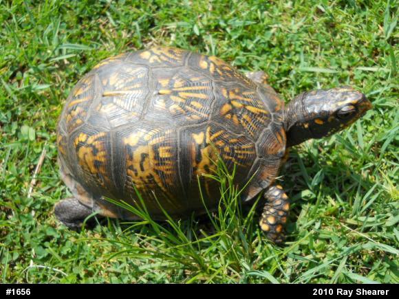 Eastern Box Turtle