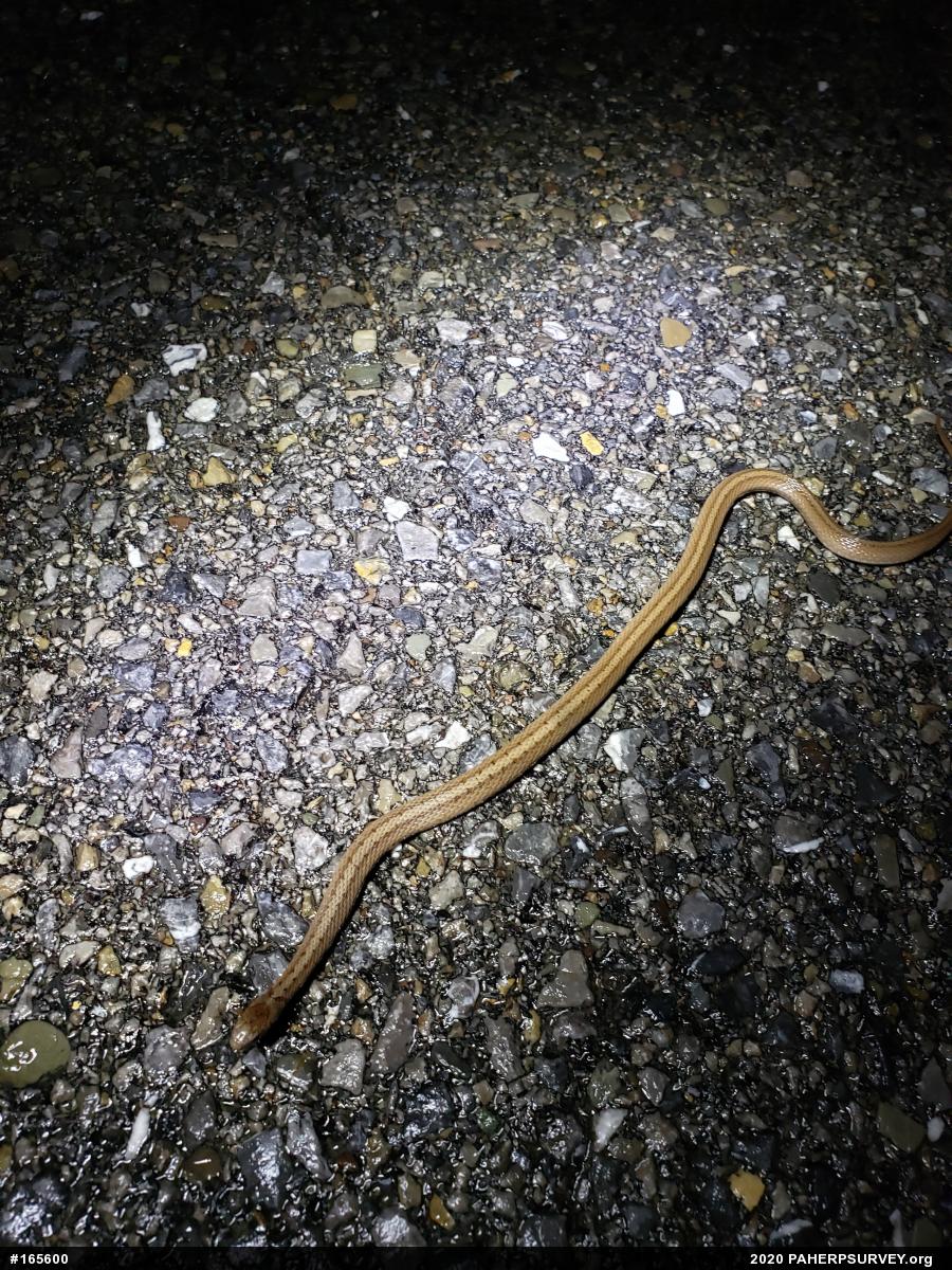 Dekay's Brownsnake