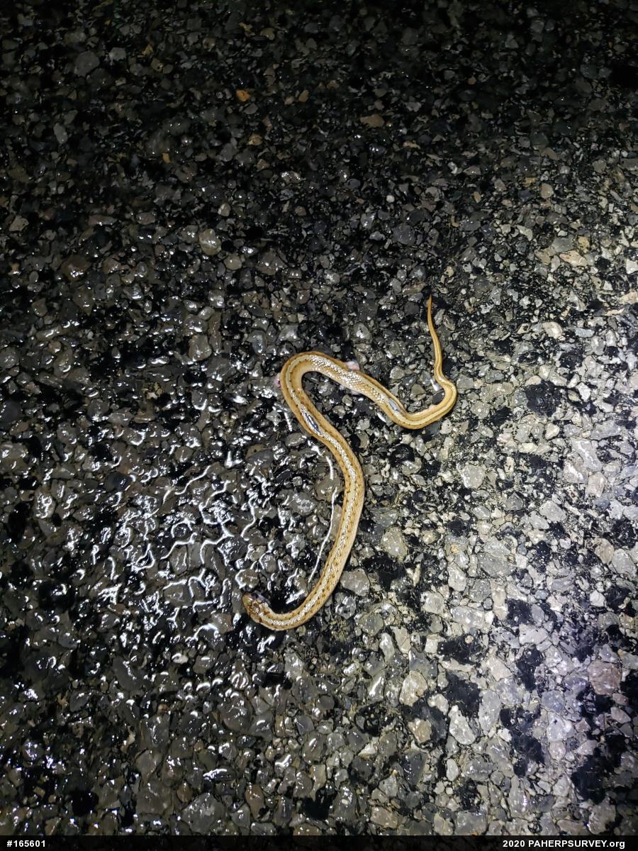 Dekay's Brownsnake