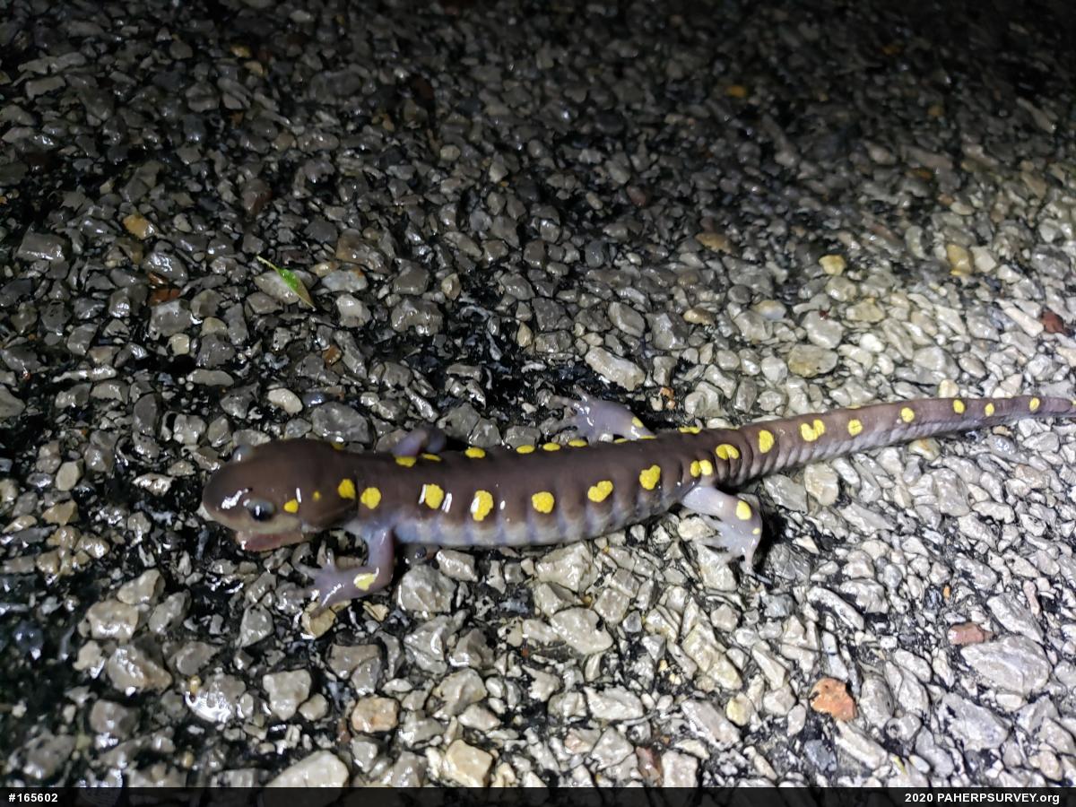 Spotted Salamander