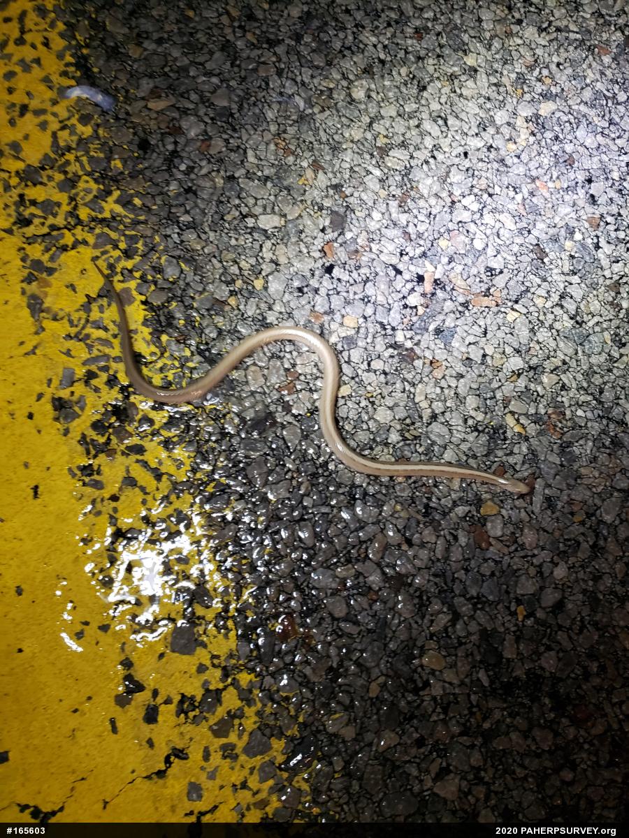 Dekay's Brownsnake