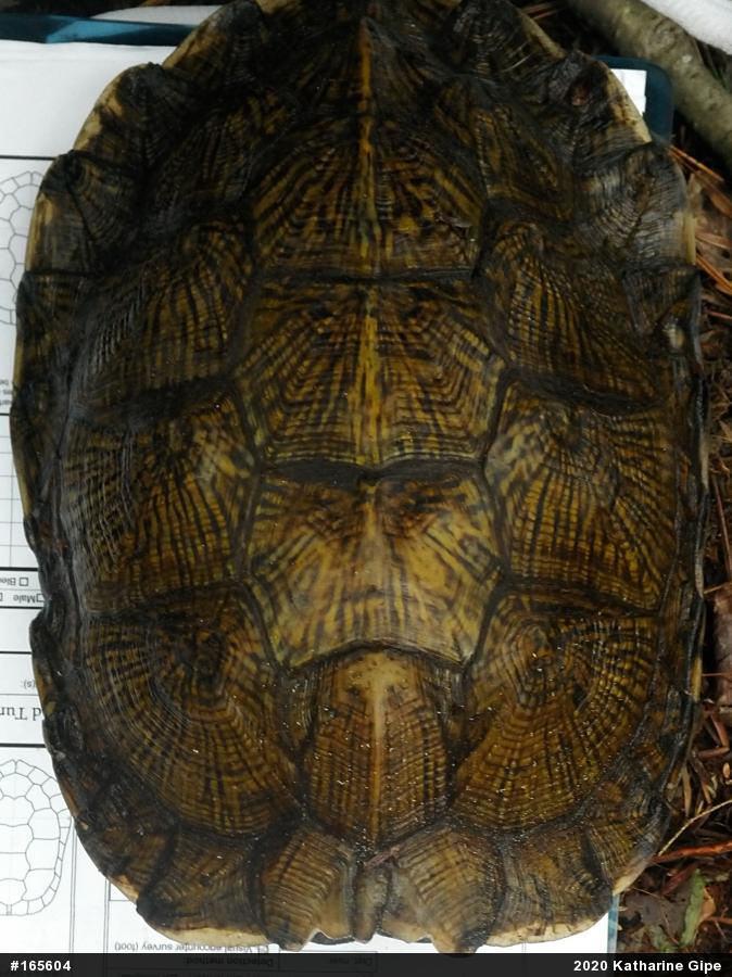 Wood Turtle