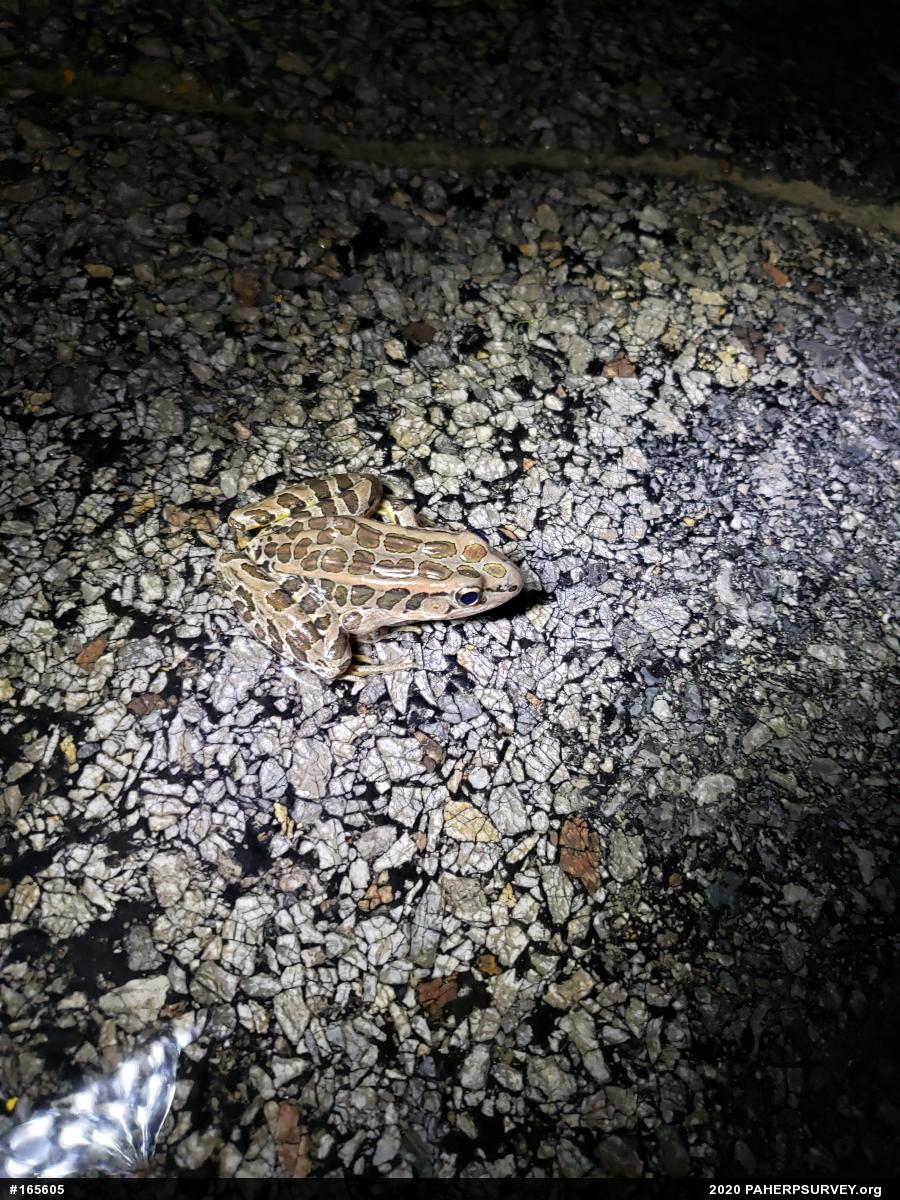Pickerel Frog