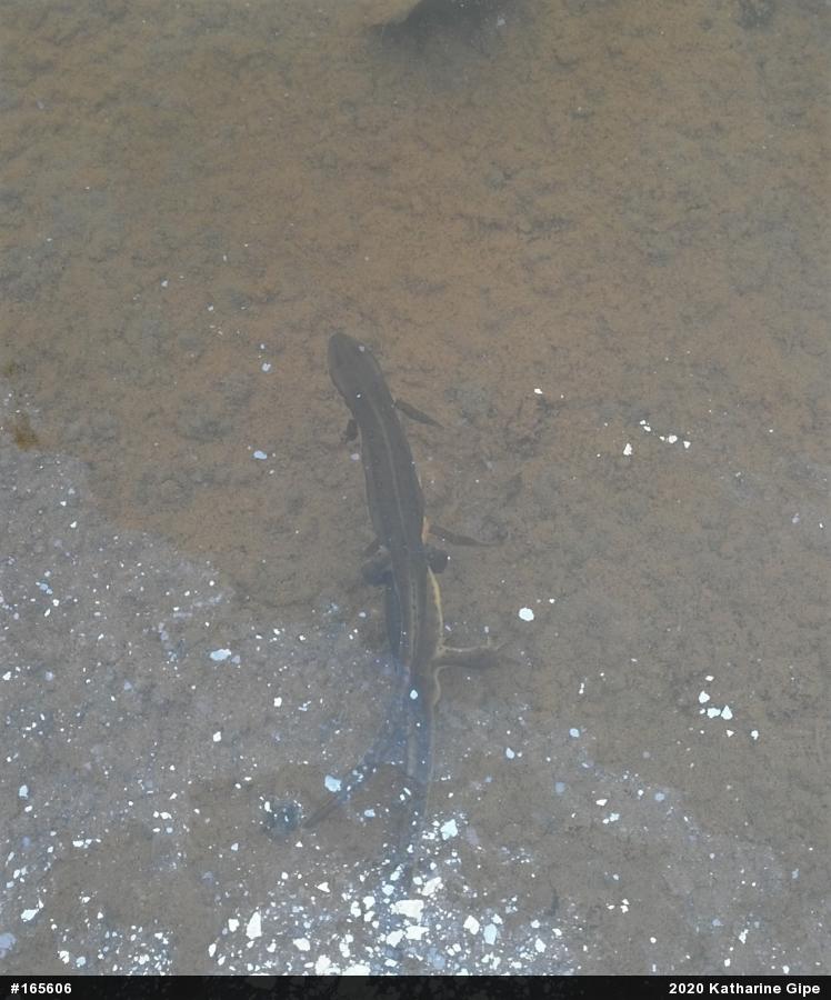 Red-spotted Newt