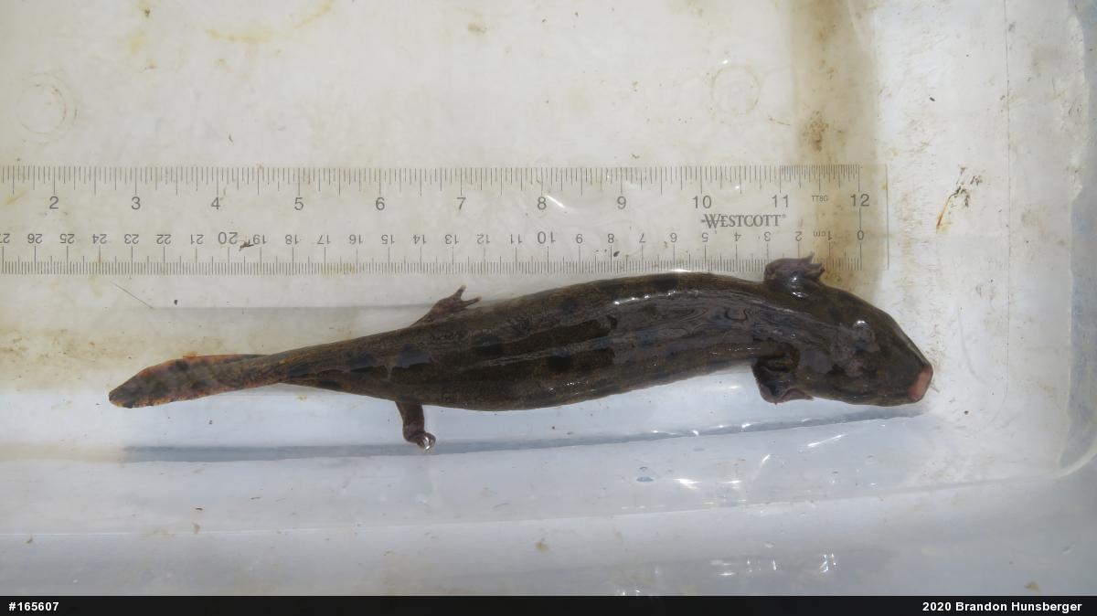 Common Mudpuppy