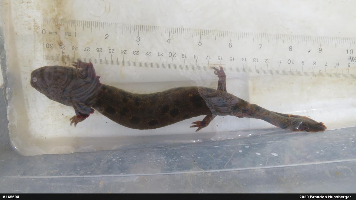 Common Mudpuppy