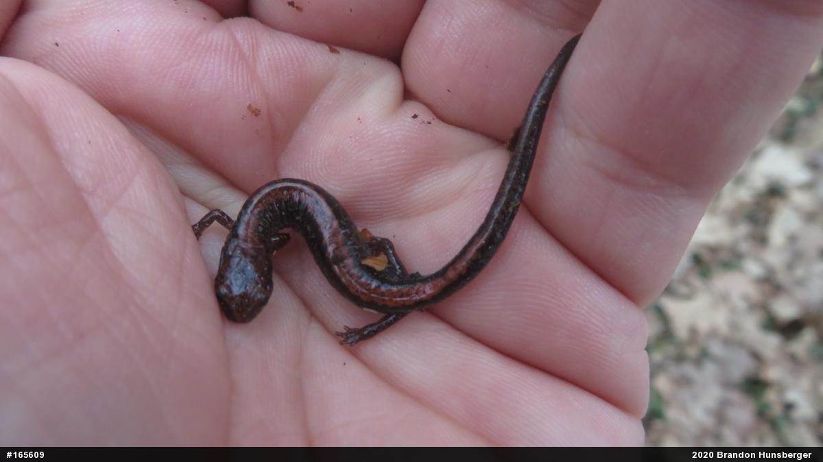 Eastern Red-backed  Salamander