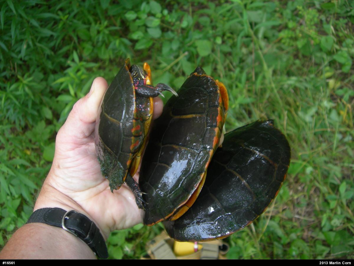 Painted Turtle