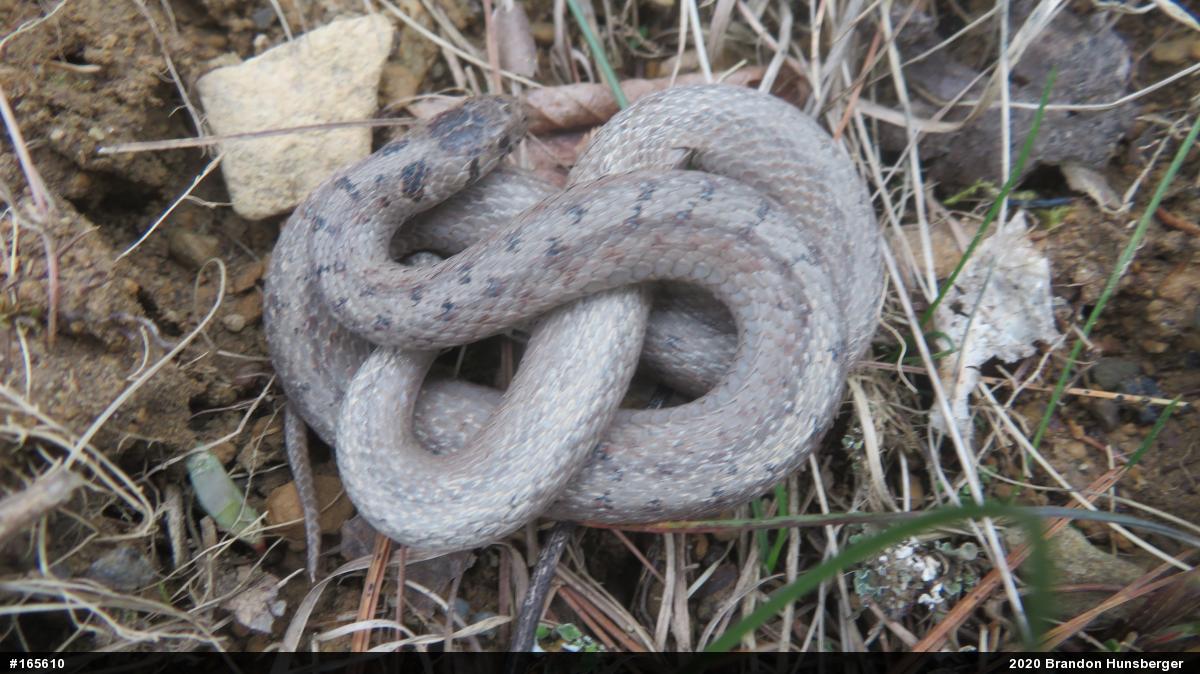Dekay's Brownsnake