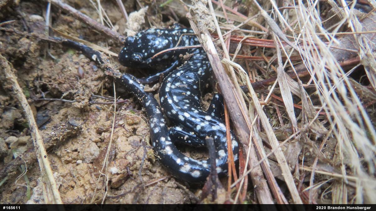 Northern Slimy Salamander