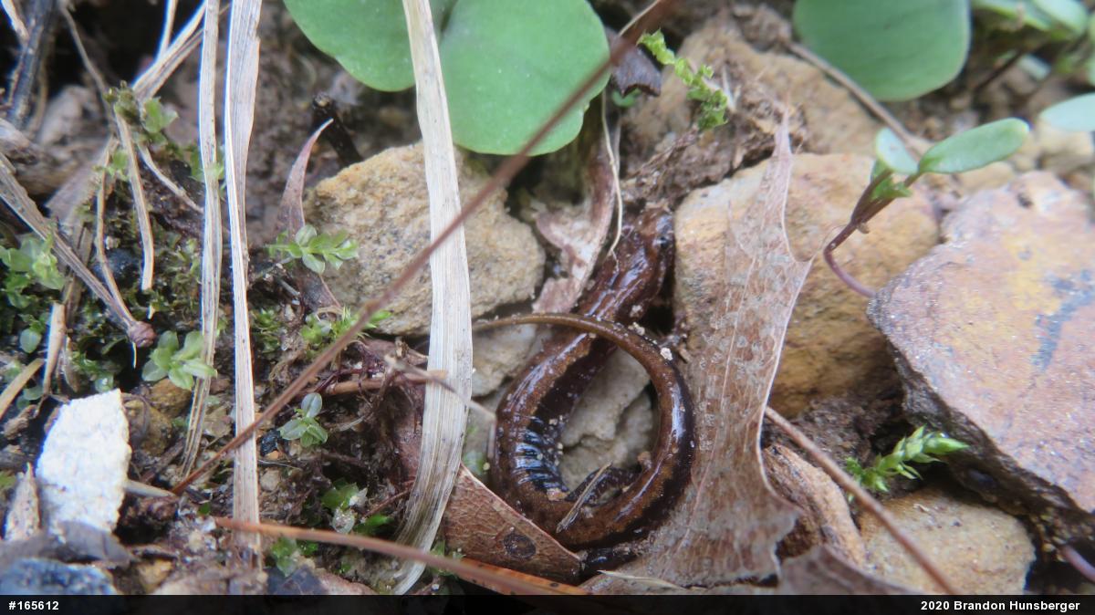 Allegheny Mountain Dusky Salamander