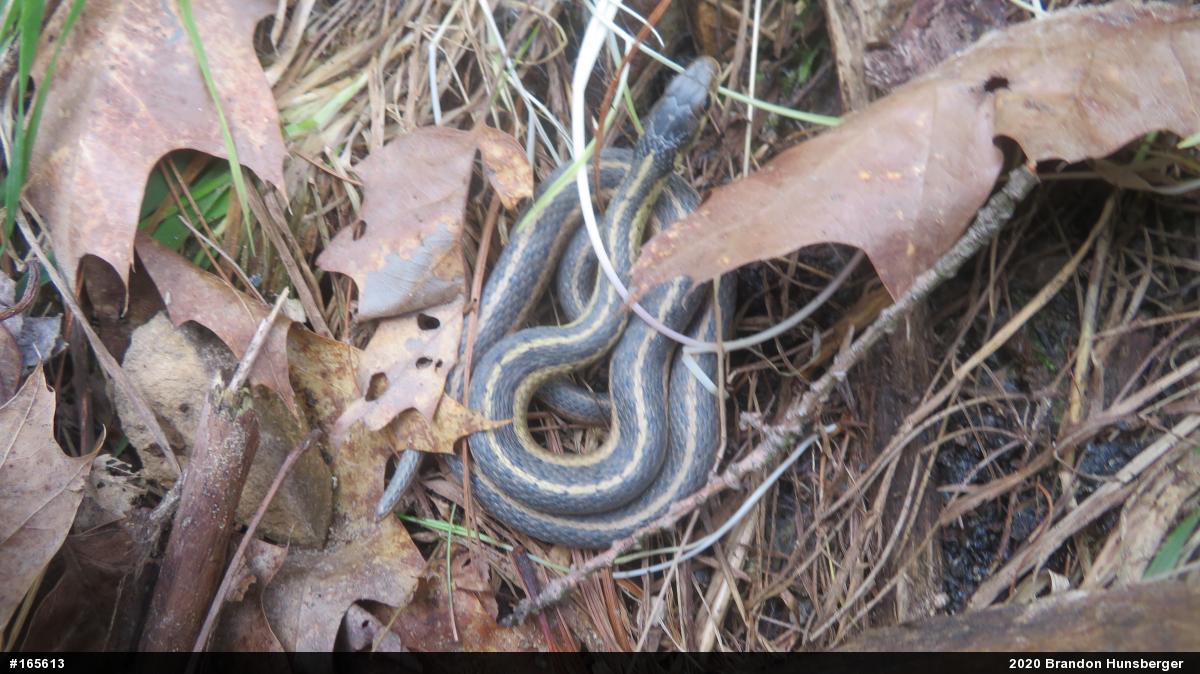 Eastern Gartersnake