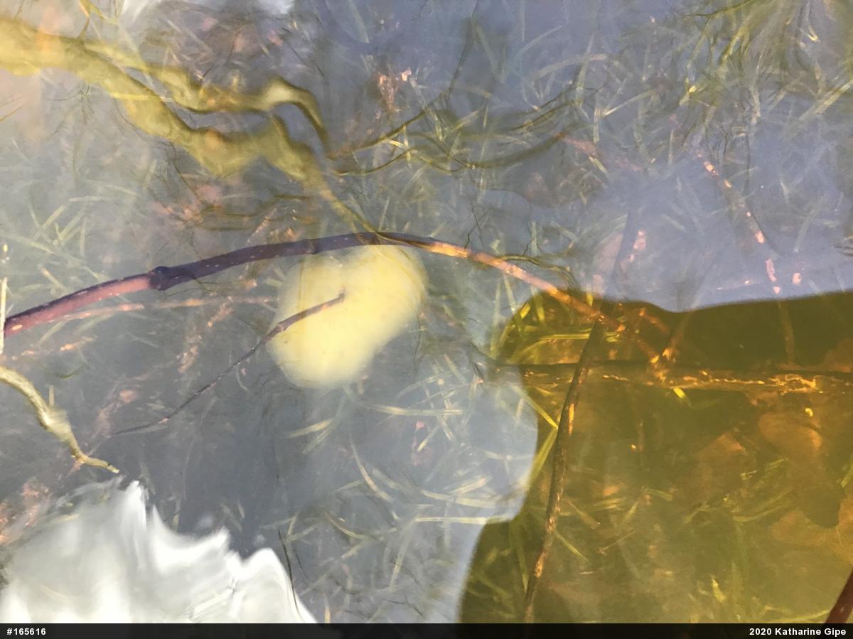Spotted Salamander