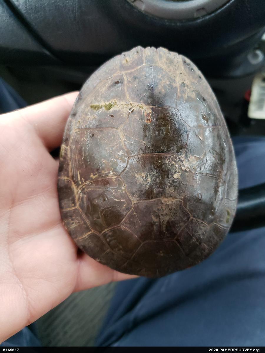 Midland Painted Turtle