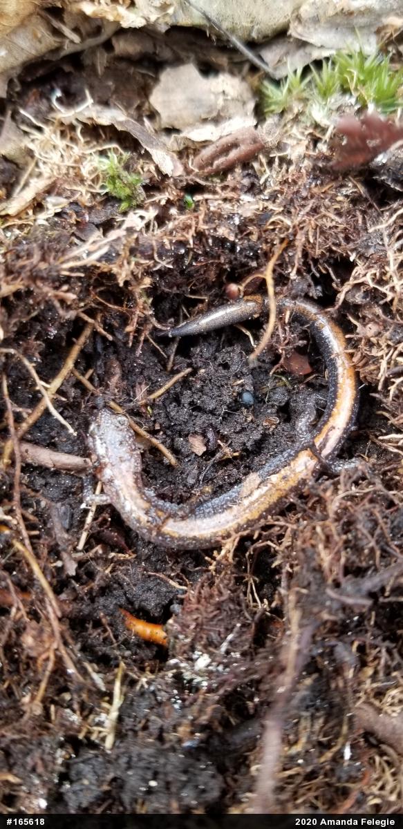 Eastern Red-backed  Salamander