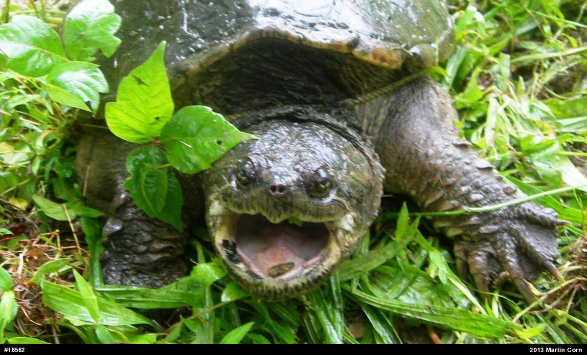 Snapping Turtle