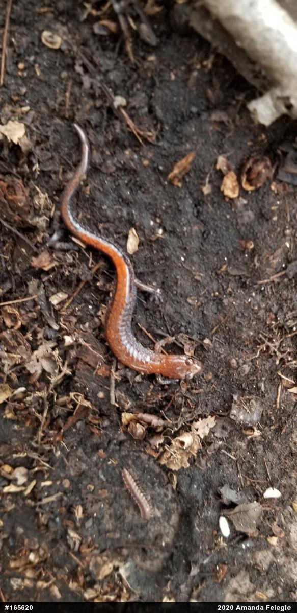Eastern Red-backed  Salamander