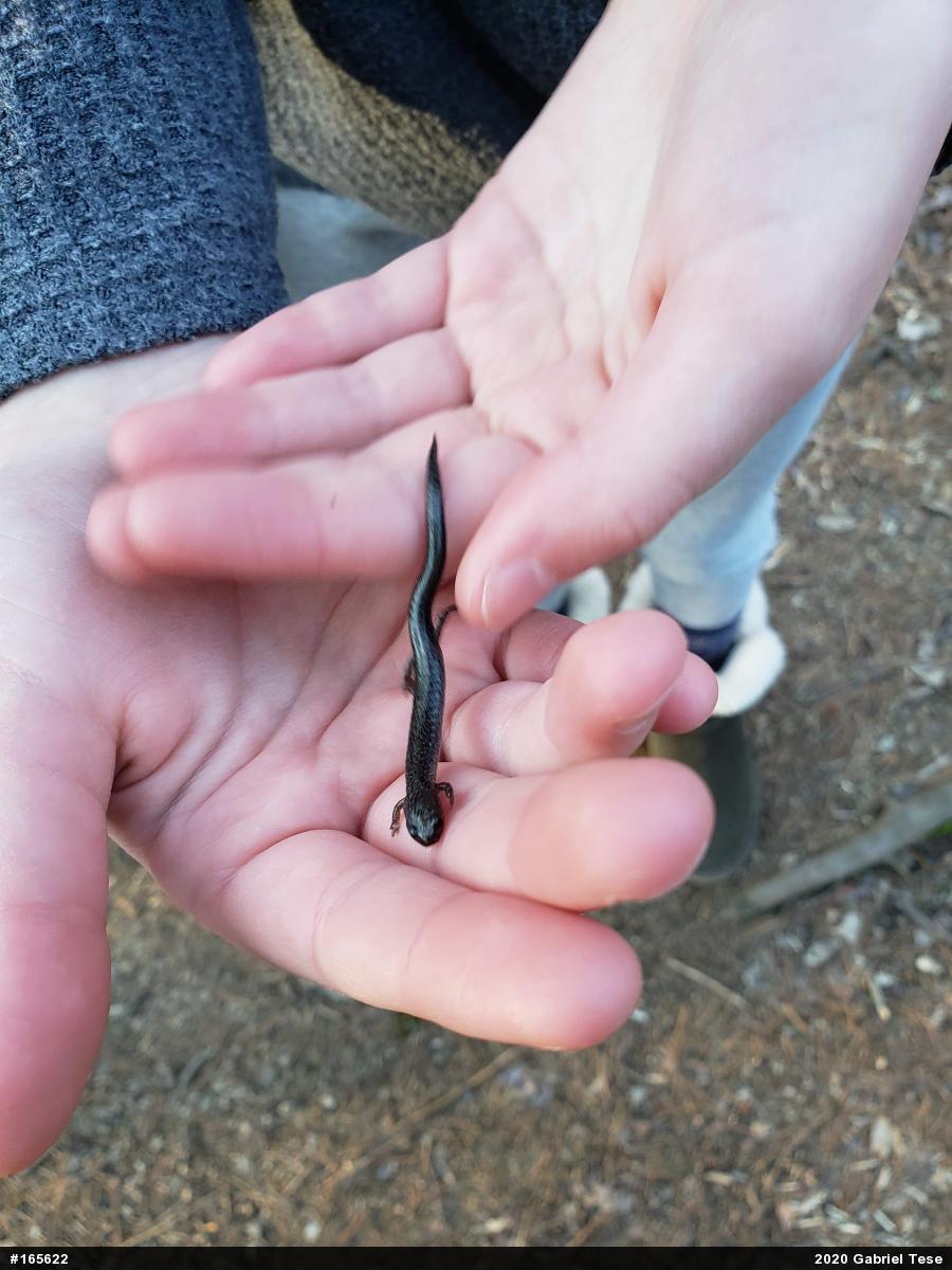 Eastern Red-backed  Salamander