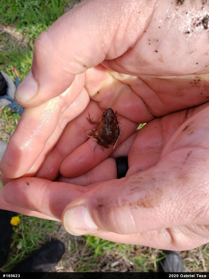 Spring Peeper