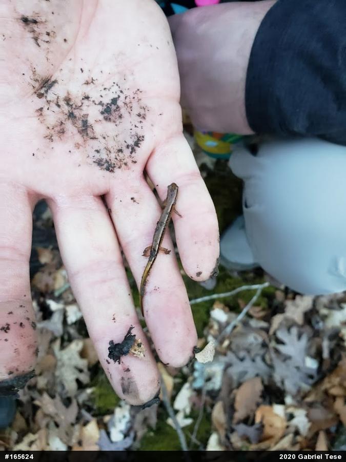Northern Two-lined Salamander