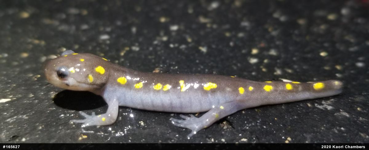 Spotted Salamander
