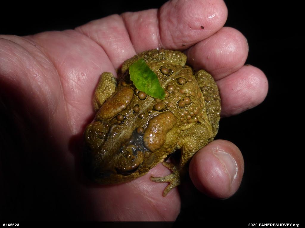 Eastern American Toad