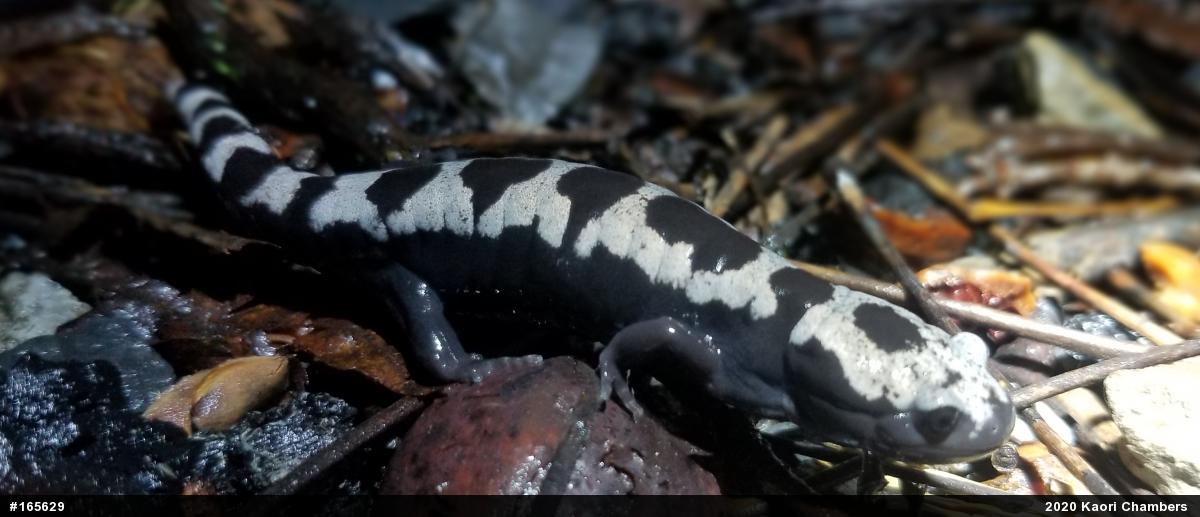Marbled Salamander