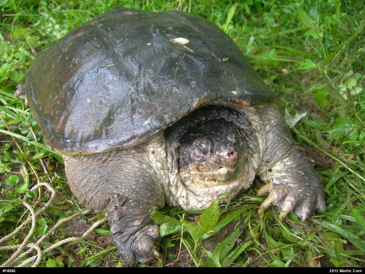 Snapping Turtle