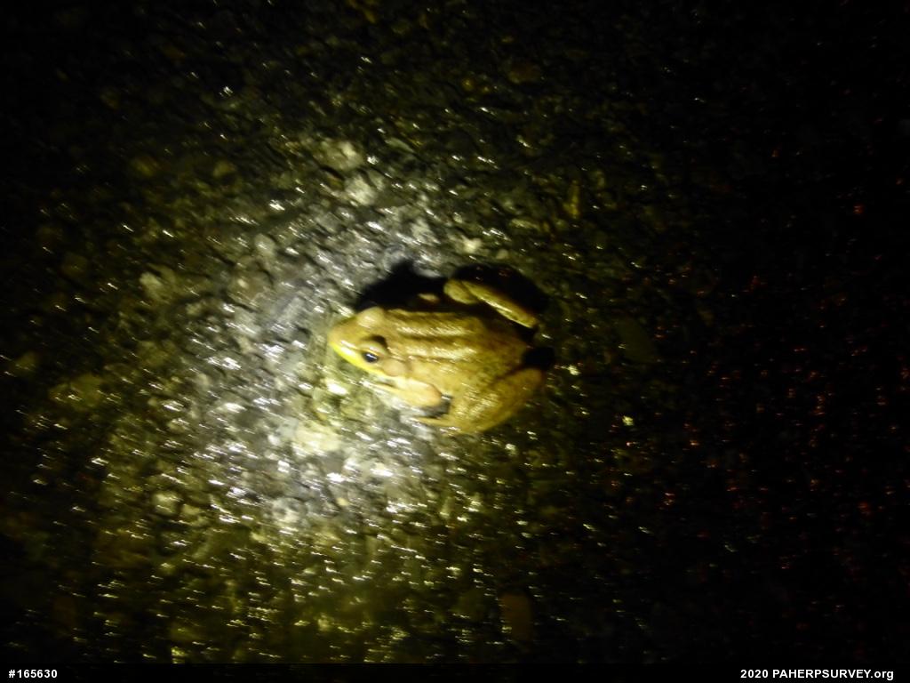 Green Frog
