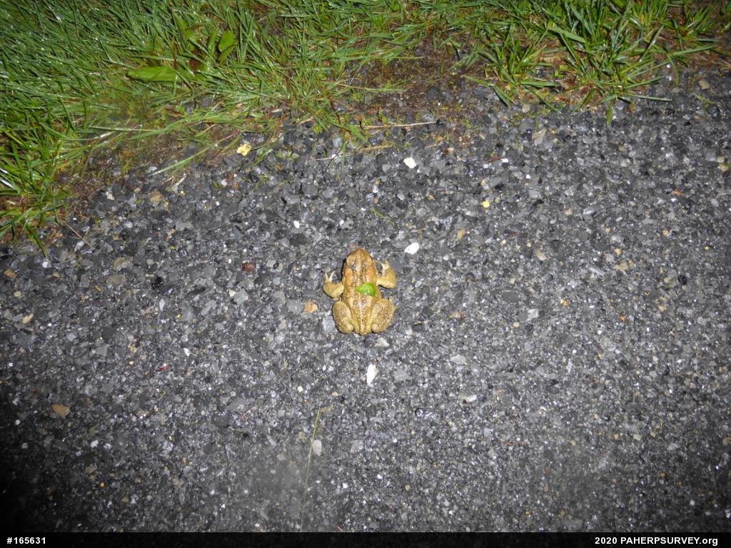 Eastern American Toad