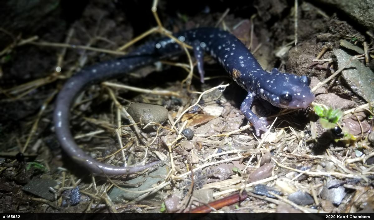 Northern Slimy Salamander