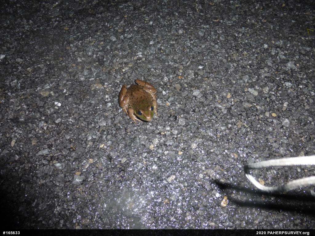 Green Frog