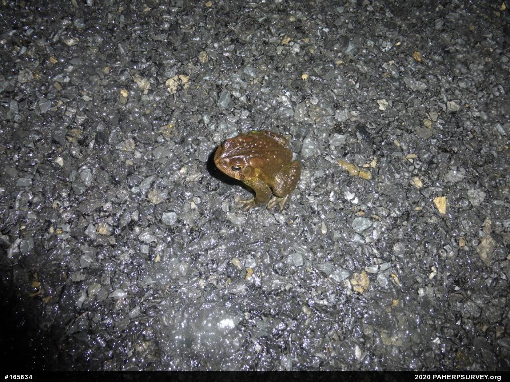 Eastern American Toad
