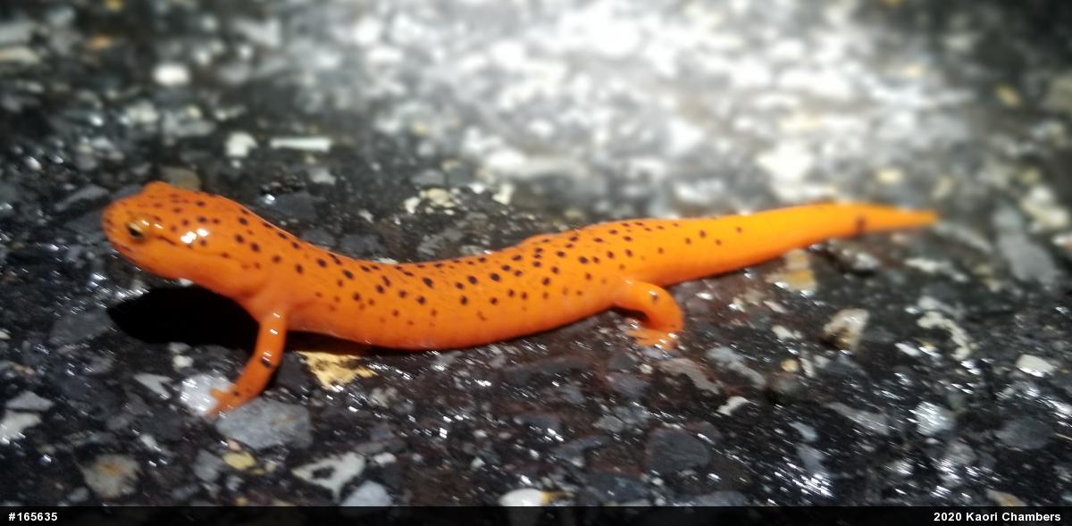 Northern Red Salamander