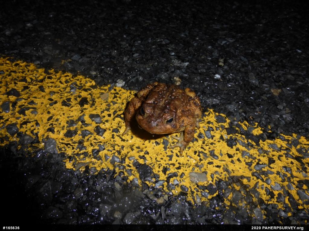 Eastern American Toad
