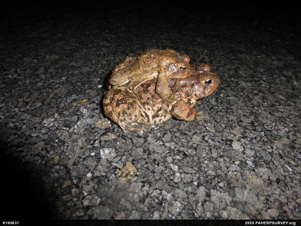Eastern American Toad