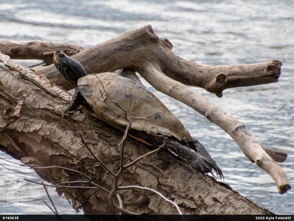 Northern Map Turtle
