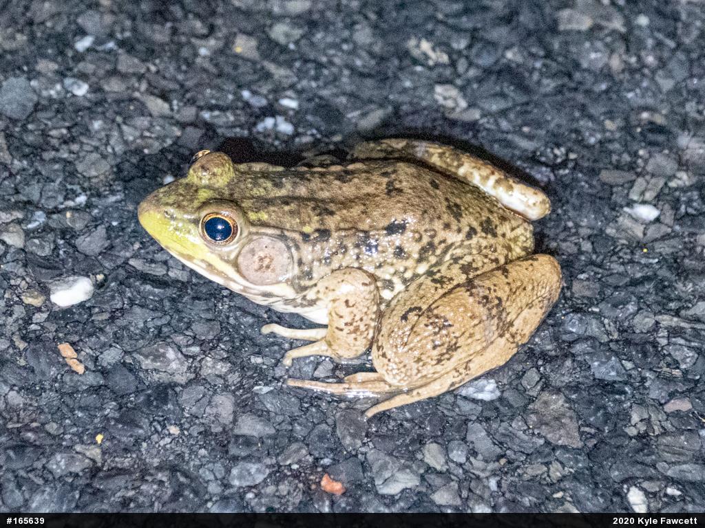 Green Frog